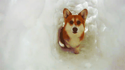 【双语】有一种萌 叫作腿短的柯基爱玩雪